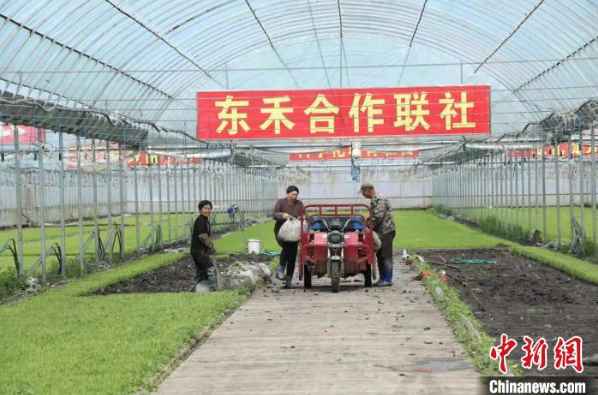 黑龙江庆安插下“龙江第一苗”